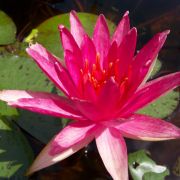 Nymphaea 'Red Spider'
